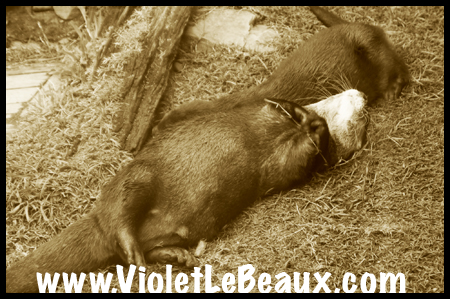 VioletLeBeauxP1010540_1194 copy
